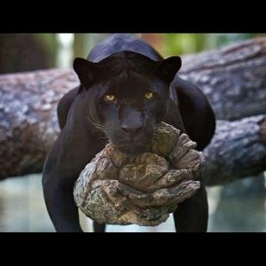 Meet your Posher, Rhonda-ann